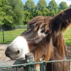 Tiergarten Kleve (Kleve Zoo) - Kleve
