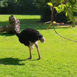 Tiergarten Kleve (Kleve Zoo) - Kleve