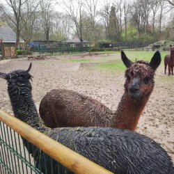 Tiergarten Kleve (Kleve Zoo) - Kleve