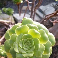 University of Konstanz Botanical Garden - Konstanz