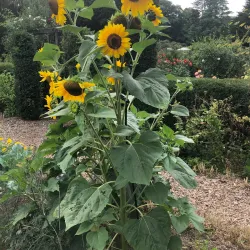Botanischer Garten Krefeld - Krefeld
