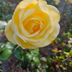 Botanischer Garten Krefeld - Krefeld