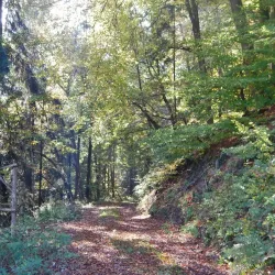 Palatinate Forest Nature Park (Pfälzerwald) - Landstuhl