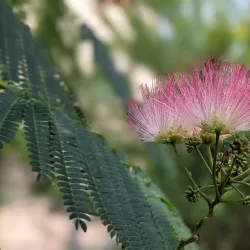 Leipzig Botanical Garden - Leipzig