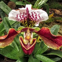 Leipzig Botanical Garden - Leipzig