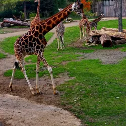 Leipzig Zoo - Leipzig