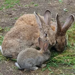 Wildpark Reuschenberg - Leverkusen