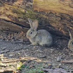 Wildpark Reuschenberg - Leverkusen