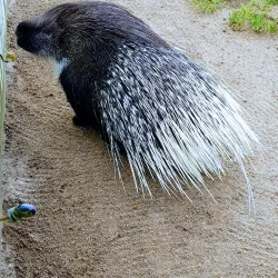 Wildpark Reuschenberg - Leverkusen