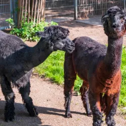 Wildpark Reuschenberg - Leverkusen
