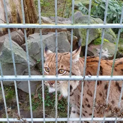 Wildpark Reuschenberg - Leverkusen
