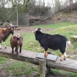 Wildpark Reuschenberg - Leverkusen