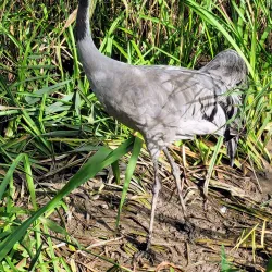 Wildpark Reuschenberg - Leverkusen