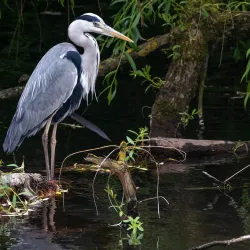 Ilmenau River - Lüneburg