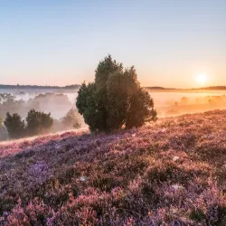 Lüneburg Heath Nature Reserve (Lüneburger Heide) - Lüneburg