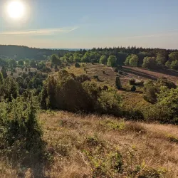 Lüneburg Heath Nature Reserve (Lüneburger Heide) - Lüneburg