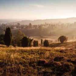 Lüneburg Heath Nature Reserve (Lüneburger Heide) - Lüneburg