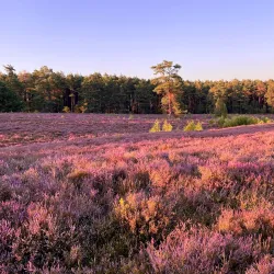 Lüneburg Heath Nature Reserve (Lüneburger Heide) - Lüneburg