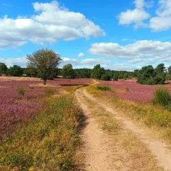 Lüneburg Heath Nature Reserve (Lüneburger Heide) - Lüneburg