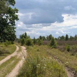 Lüneburg Heath Nature Reserve (Lüneburger Heide) - Lüneburg