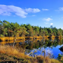 Lüneburg Heath Nature Reserve (Lüneburger Heide) - Lüneburg