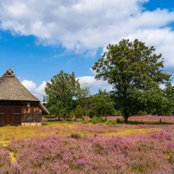 Lüneburg Heath Nature Reserve (Lüneburger Heide) - Lüneburg