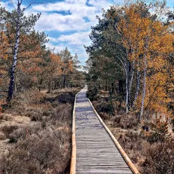 Lüneburg Heath Nature Reserve (Lüneburger Heide) - Lüneburg