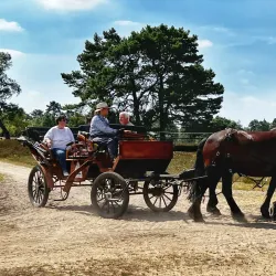 Lüneburg Heath Nature Reserve (Lüneburger Heide) - Lüneburg