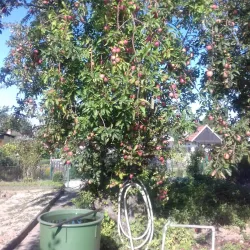 BASF Garden (BASF Garten) - Ludwigshafen