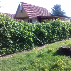 BASF Garden (BASF Garten) - Ludwigshafen