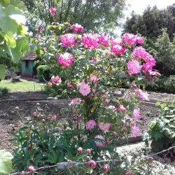 BASF Garden (BASF Garten) - Ludwigshafen