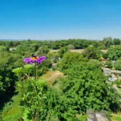 BASF Garden (BASF Garten) - Ludwigshafen