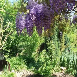 BASF Garden (BASF Garten) - Ludwigshafen