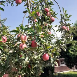 BASF Garden (BASF Garten) - Ludwigshafen