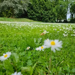 Ebertpark - Ludwigshafen