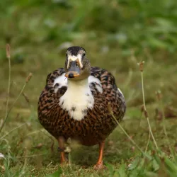 Ebertpark - Ludwigshafen