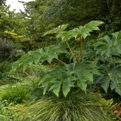 Ebertpark - Ludwigshafen