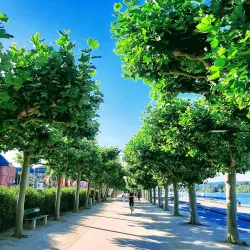 Rheinuferpromenade (Rhine River Promenade) - Mainz