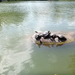 Luisenpark - Mannheim