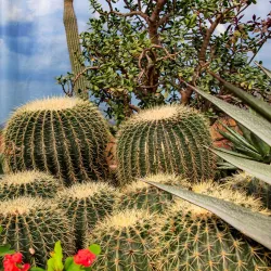 Luisenpark - Mannheim