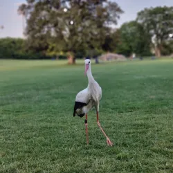 Luisenpark - Mannheim