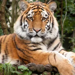 Allwetterzoo Munster - Munster