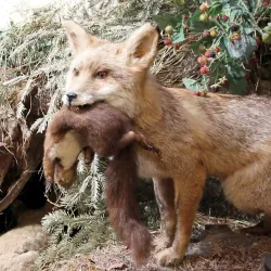 Murrhardt Town Museum (Stadtmuseum Murrhardt) - Murrhardt