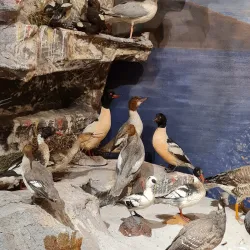 Murrhardt Town Museum (Stadtmuseum Murrhardt) - Murrhardt