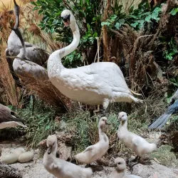 Murrhardt Town Museum (Stadtmuseum Murrhardt) - Murrhardt