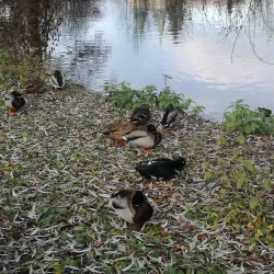 Murrhardter Stadtpark - Murrhardt