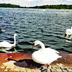 Ruppiner See - Neuruppin