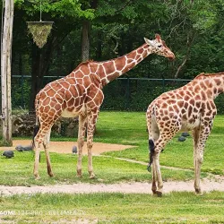 Nuremberg Zoo (Tiergarten Nürnberg) - Nuremberg