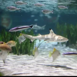 Sea Life Oberhausen - Oberhausen