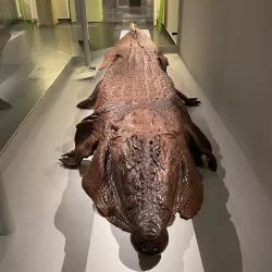 German Leather Museum (Deutsches Ledermuseum) - Offenbach am Main